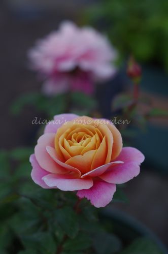 狄安娜的月季花园 月季花 灌木遥远的鼓声 复古色大花 勤花丰花