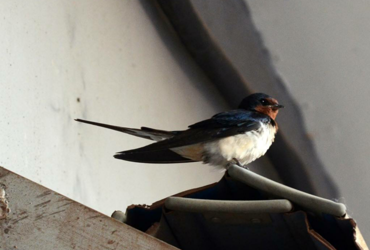 燕子为什么总在有人的地方建窝而很少在野外看见燕子窝呢?