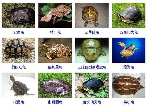 怎样识别乌龟品种图片