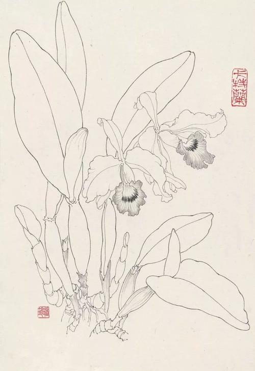 书画联盟丨传统白描花卉