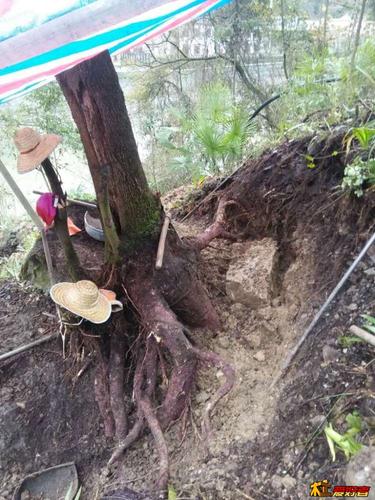 和另一半的关系黄撇ㄕ,更加紧密了!