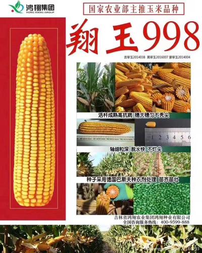 翔玉998玉米种子 翔玉998谁种谁发家