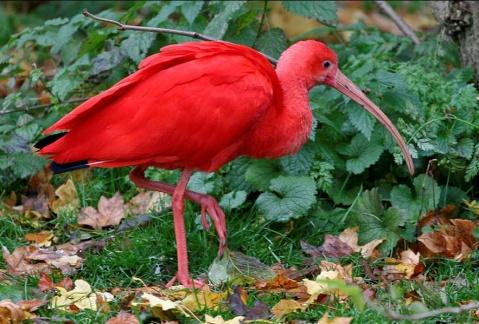 可爱动物(美洲红鹮 )