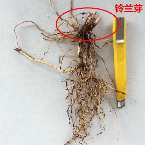 种球 铃兰球根十颗浓香小型花苗种根盆栽阳台室内芳香花卉当年开花