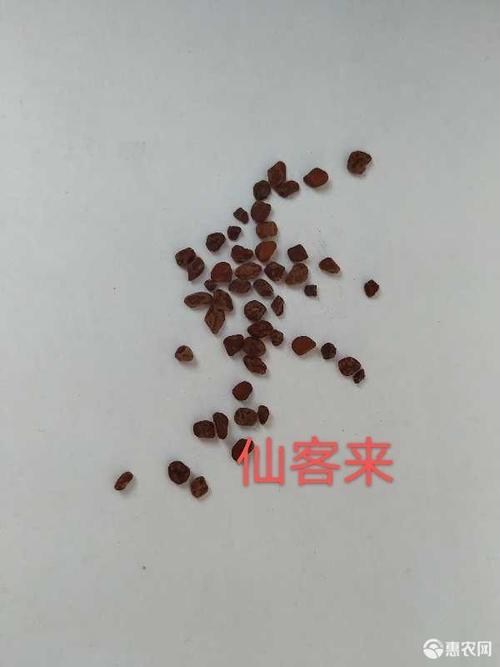 长春花种子 仙客来种子 萝卜海棠 兔耳花 兔子花 一品冠 篝火花 翻瓣