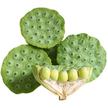 福建水果莲子特产现摘现发莲蓬新鲜莲蓬即食生吃嫩甜莲子鲜嫩莲蓬500g