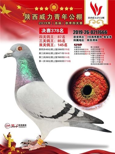 陕西威力青年公棚2019年获奖鸽图集361名-390名_公棚
