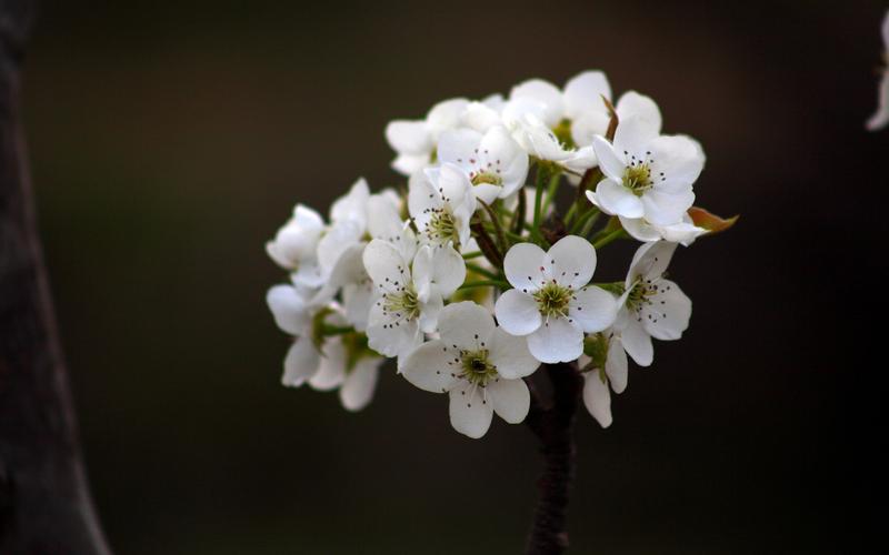 清新淡雅梨花图片桌面壁纸