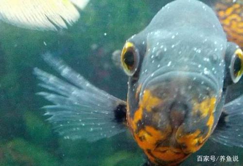 观赏鱼白点病不可怕,关键这两步要做到位