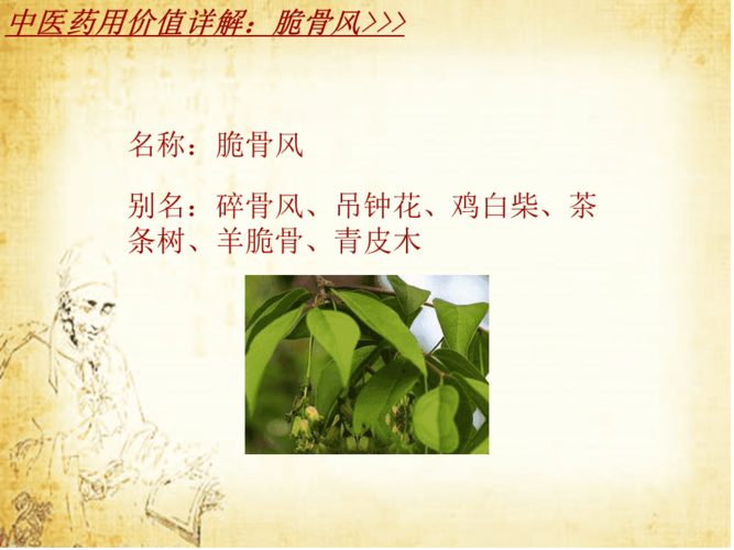 中药学脆骨风药材详解课件模板