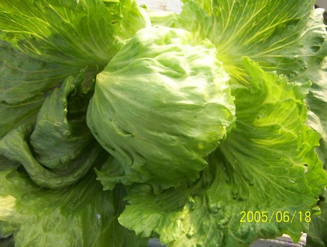 佛山南海同城送货新鲜西生菜,球生菜,沙拉生菜5斤包邮