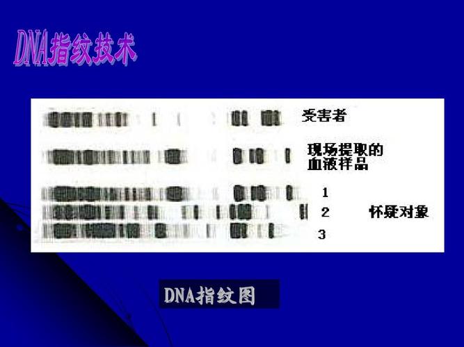 dna指纹图