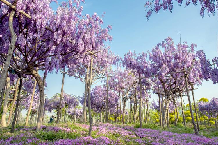 自四月下旬以来,位于山东潍坊昌邑市的中国(昌邑)北方花木城紫藤园中