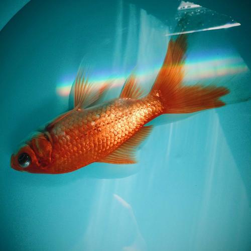 一条快要死亡的金鱼,阳光照在鱼缸上折射出像彩虹一样的光(金鱼最后死