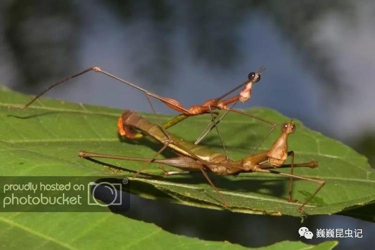 巴西学者发表39蜢科一新属