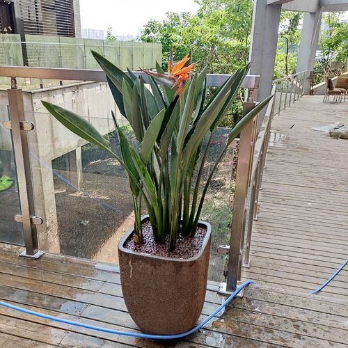 植物天堂鸟鹤望兰开花高档盆栽观花景观美化环境大型