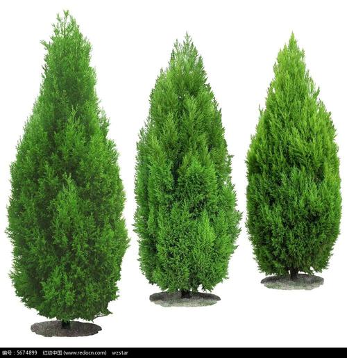 三棵绿色柏树图片psd素材免费下载_红动网