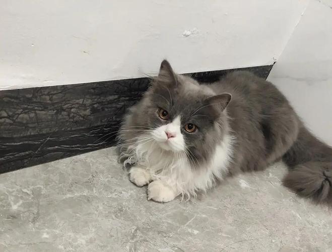 [ 猫咪大宝剑会所 ] 拿破仑高地乳色乳白蓝白凯米尔缅因借配配种