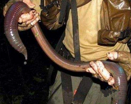 世界上最长最大且寿命最久的蚯蚓长2米20年寿命
