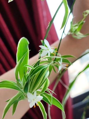 吊兰花_吊兰_家居家装_家居装饰