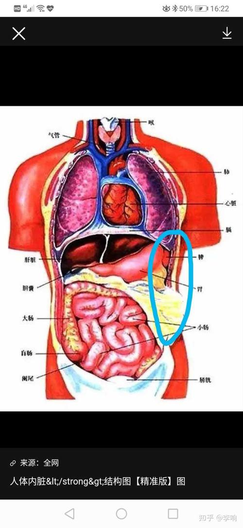 左侧腹部疼痛 这是为什么?