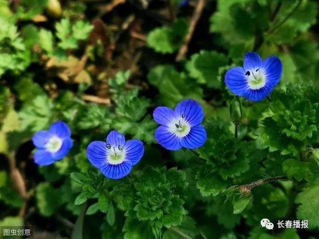 农村常见的50种野花野草,你还记得它们的名字吗?