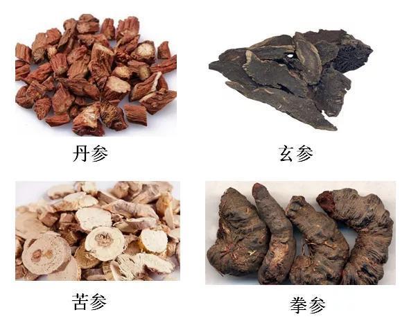 丹参,玄参,苦参和拳参