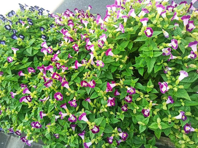 路边绿化带里的小喇叭花,视觉效果真得挺好的,我拍