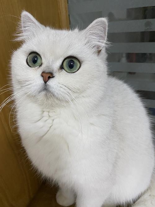 讨论能不能看看你的绿眼睛小猫咪