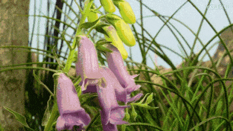 60种花开瞬间刹那芳华