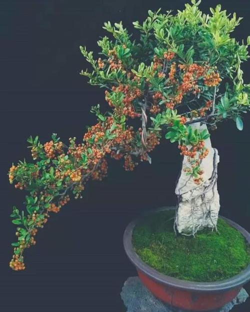 火棘盆景为何号称"换盆死"?该如何避免和正确移栽?