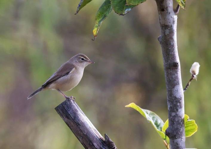 浙江鸟类家族中这12位"新成员"吧