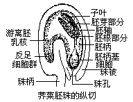 荠菜胚胎发育的观察