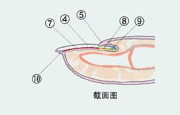 游离缘  指甲前缘与甲床的边缘线.  3.