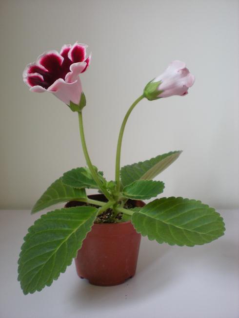 [转载]大岩桐开花喽!