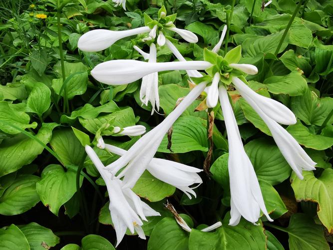西风昨夜惊庭绿,满院清香恼杀人|手机花卉摄影系列玉簪花