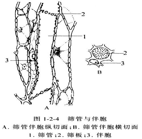 植物解剖简笔画
