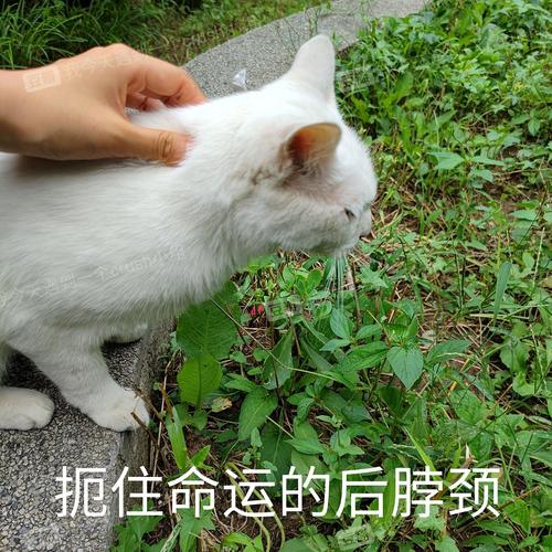 crush了一只好粘人的小猫