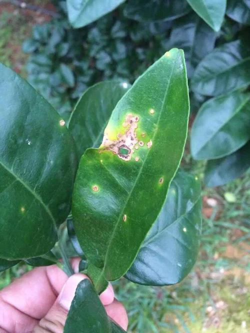 请问这是脐橙什么病害,还有治吗?