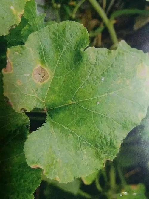 (2)南瓜炭疽病 炭疽病发生时,有时会出现轮纹,很多作物发生时,轮纹