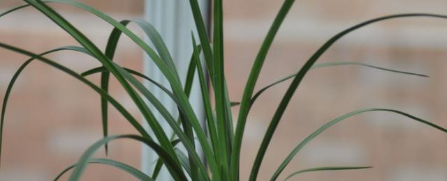 紫龙梅兰花是什么品种