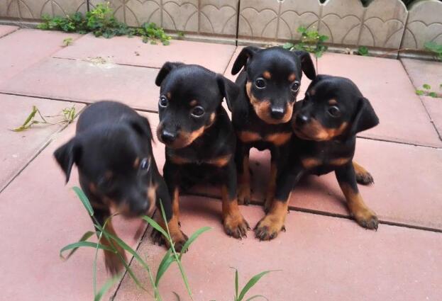 迷你杜宾和小鹿犬的区别