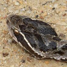 按常理就是看蛇头的形状了,三角行的