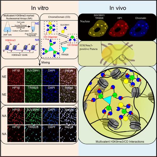 核小体串上的h3k9me3与hp1复合体的cd的多价相互作用介导的液-液相