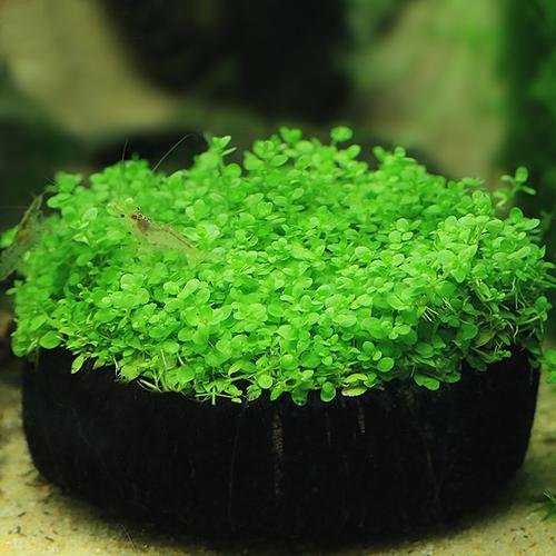 水族水草 迷你矮珍珠水草 爬地珍珠 趴地珍珠 翡翠珍珠水草 草皮