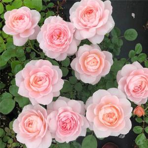 瑞典女王月季花