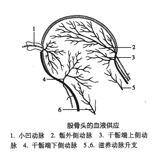 而股骨颈处血供主要依赖旋骨内外侧动脉的分支,因此,股骨颈骨折往往会