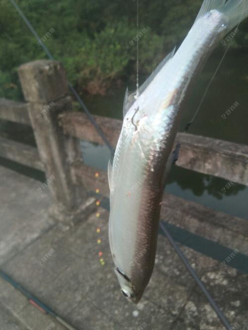 桥上拉白浪丝,鳙鱼凑热闹