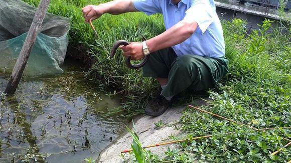 老渔人,传授一种最简单直接的抓黄鳝方法