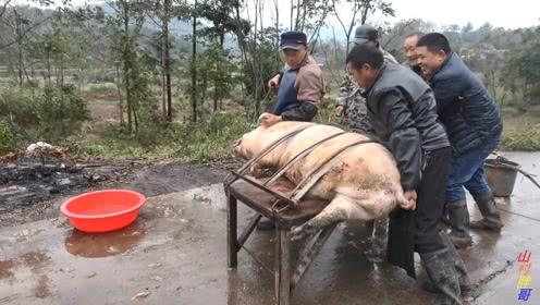 湖南农村杀年猪也改革了,越来越省事,这样的杀猪方法你见过吗?